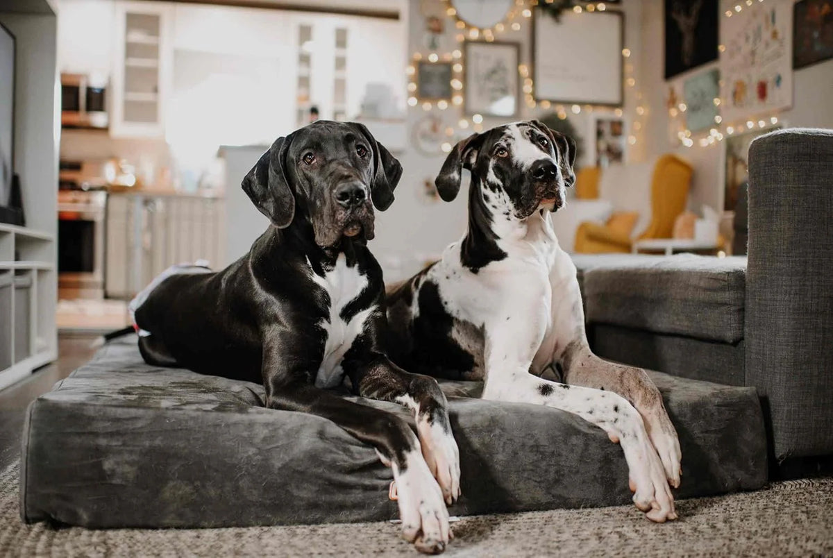 Fashion oversized dog bed (XL size. dark gray) - Thickness 7 inches. soft and comfortable. ergonomic cushion - Oversized dog bed - Durable and washable microfiber cover